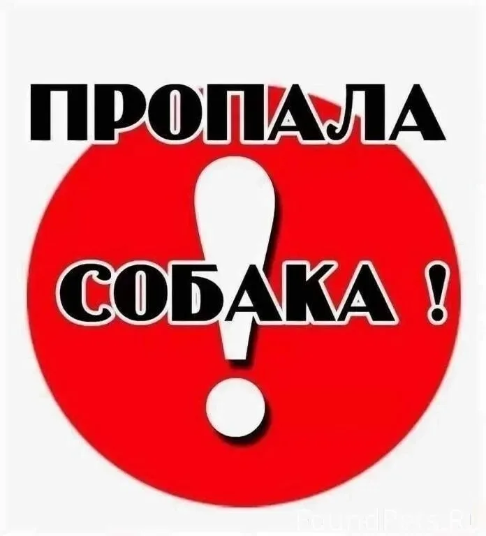 Пропала собака в Кирове — фото питомца