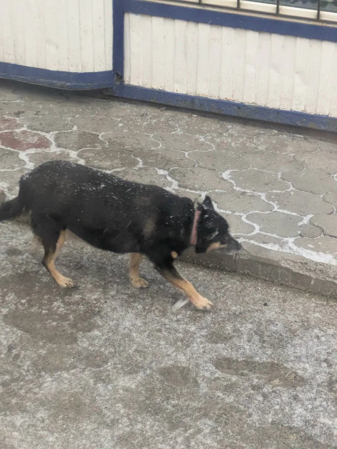 Пропала собака в Курске — фото питомца