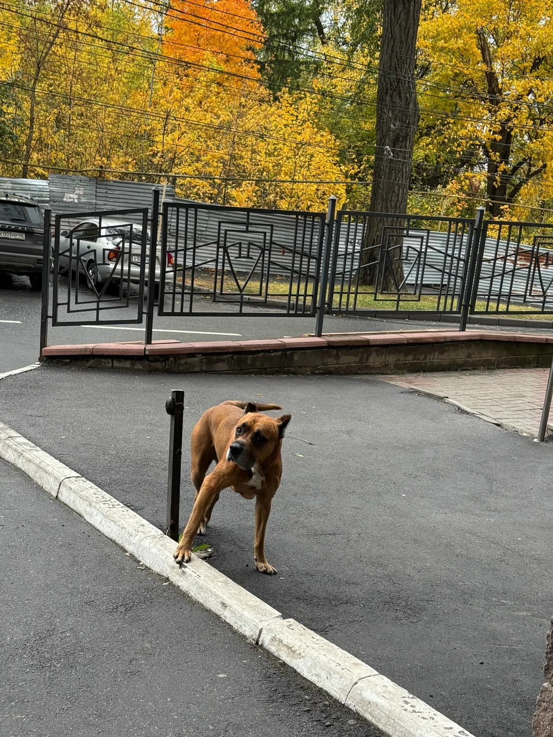 Найдена собака в Курске — фото питомца