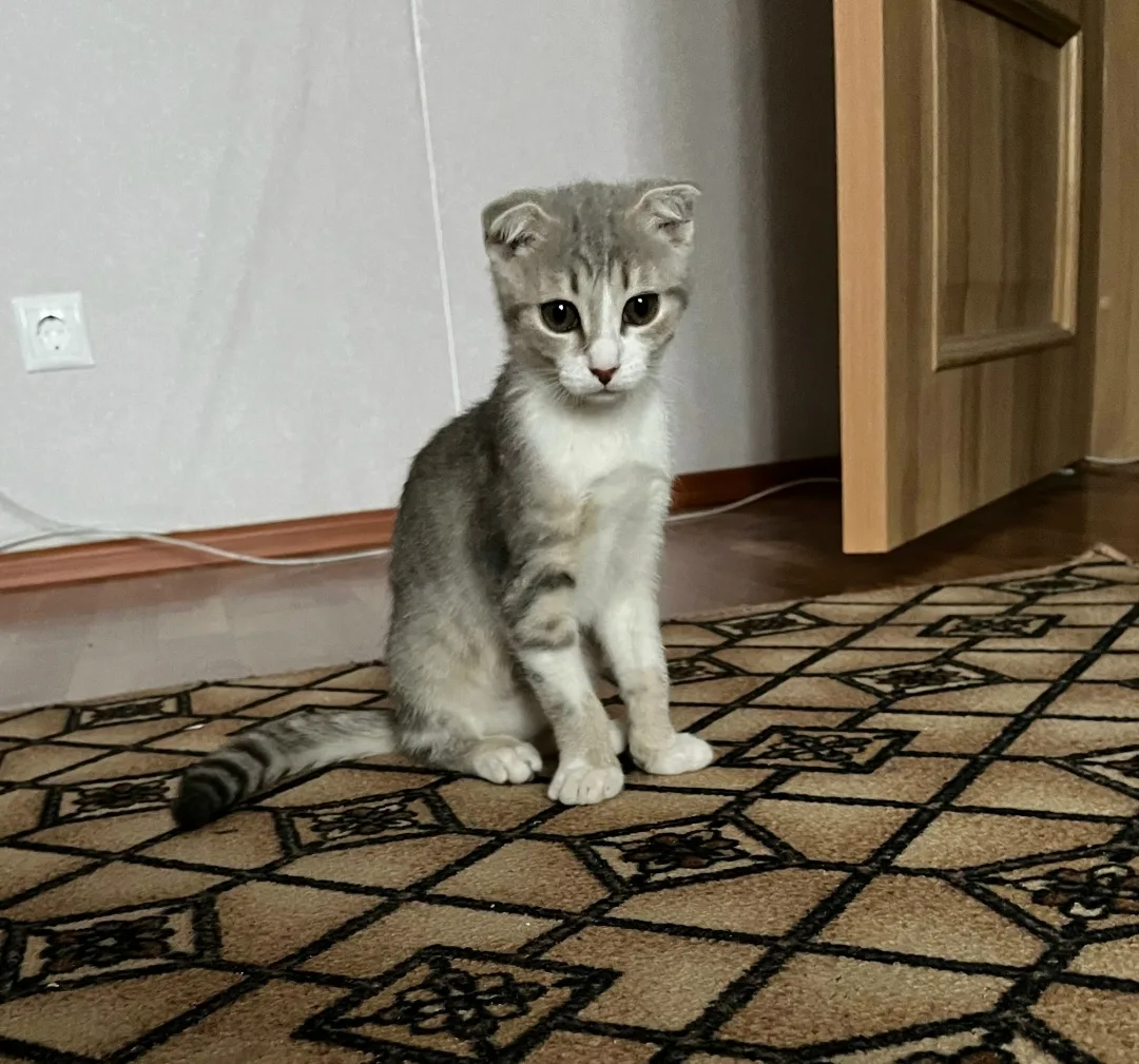 Найдена кошка в Курске — фото питомца