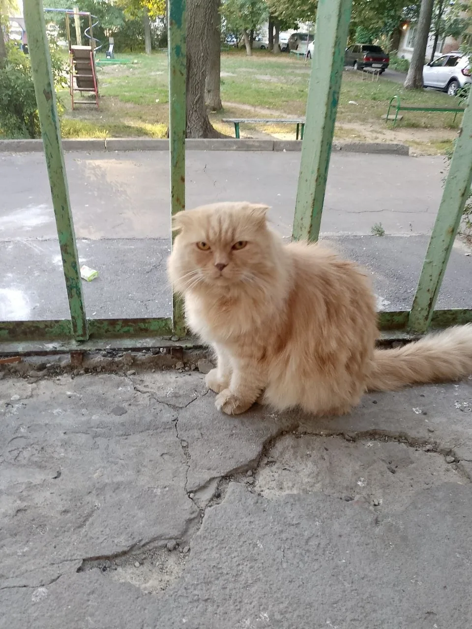 Найдена кошка в Курске — фото питомца