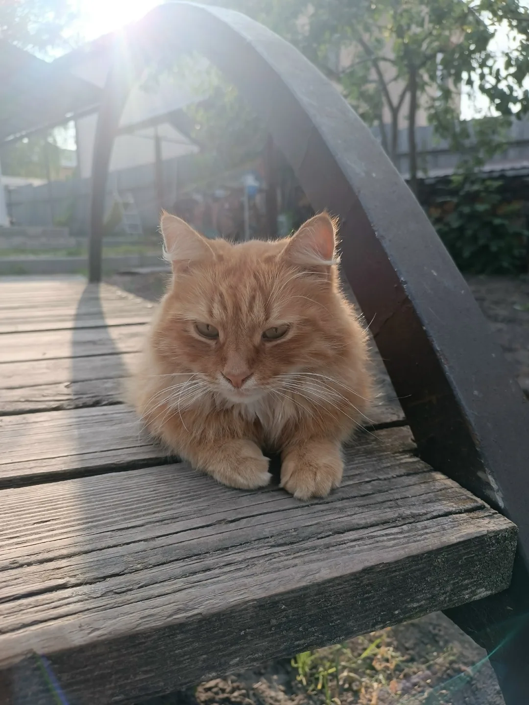 Пропала кошка в Курске — фото питомца