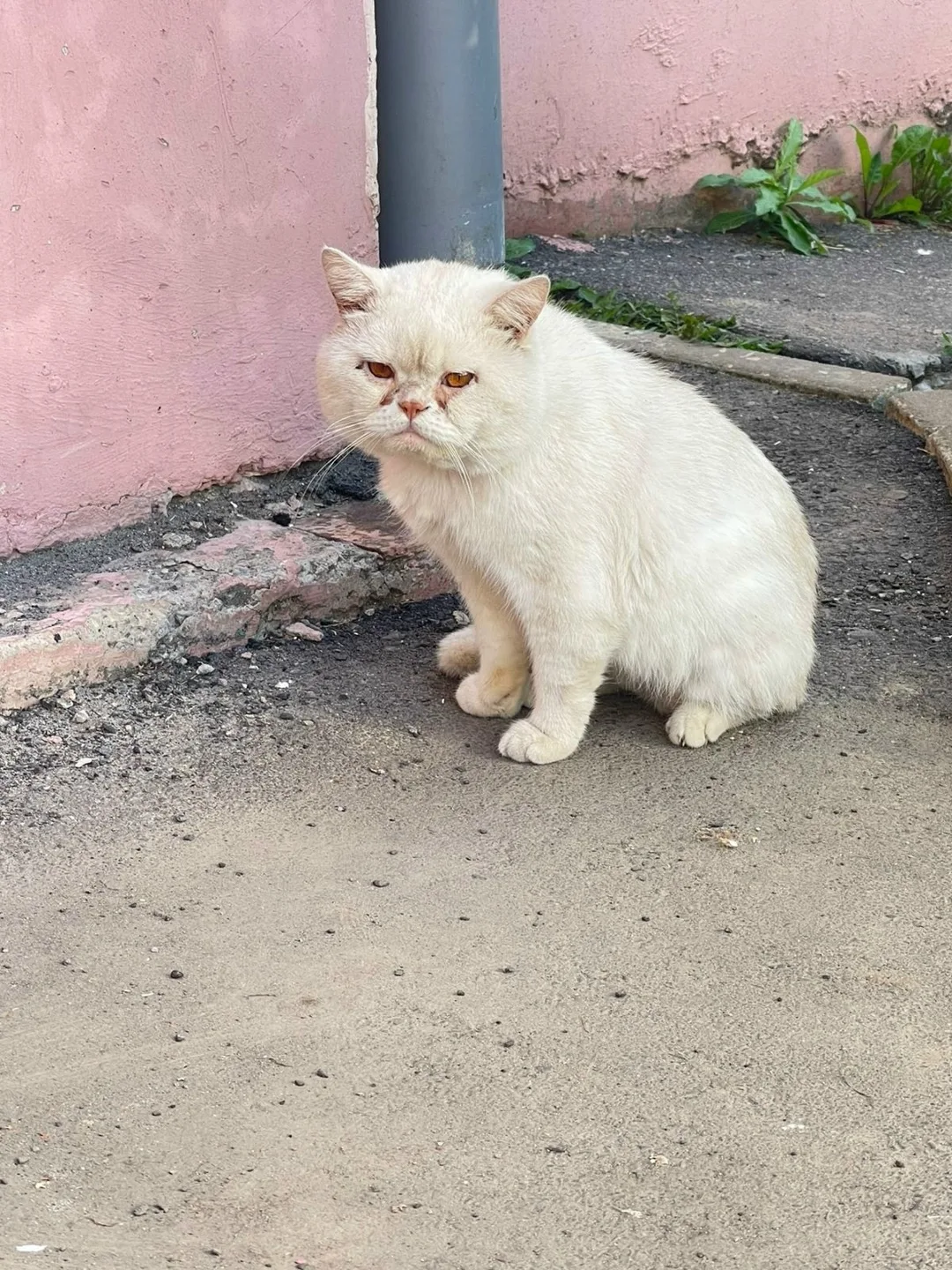 Найдена кошка в Курске — фото питомца