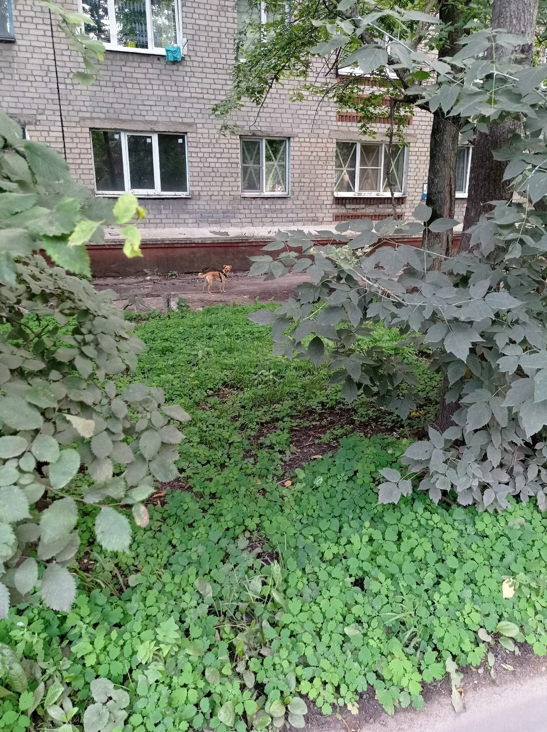 Найдена собака в Курске — фото питомца