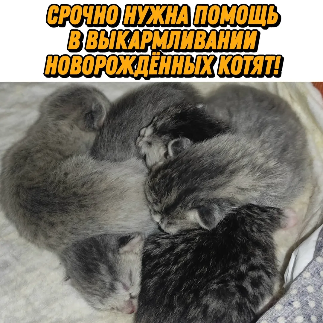 Пропала кошка в Курске — фото питомца