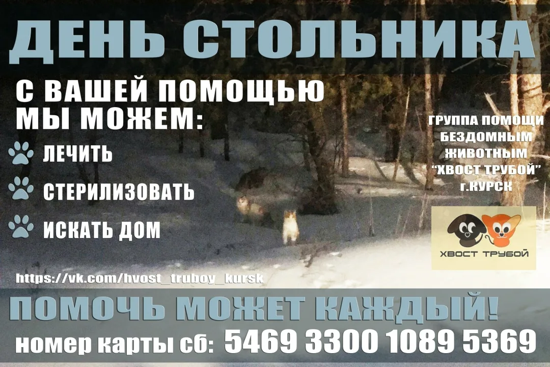 Пропала собака в Курске — фото питомца