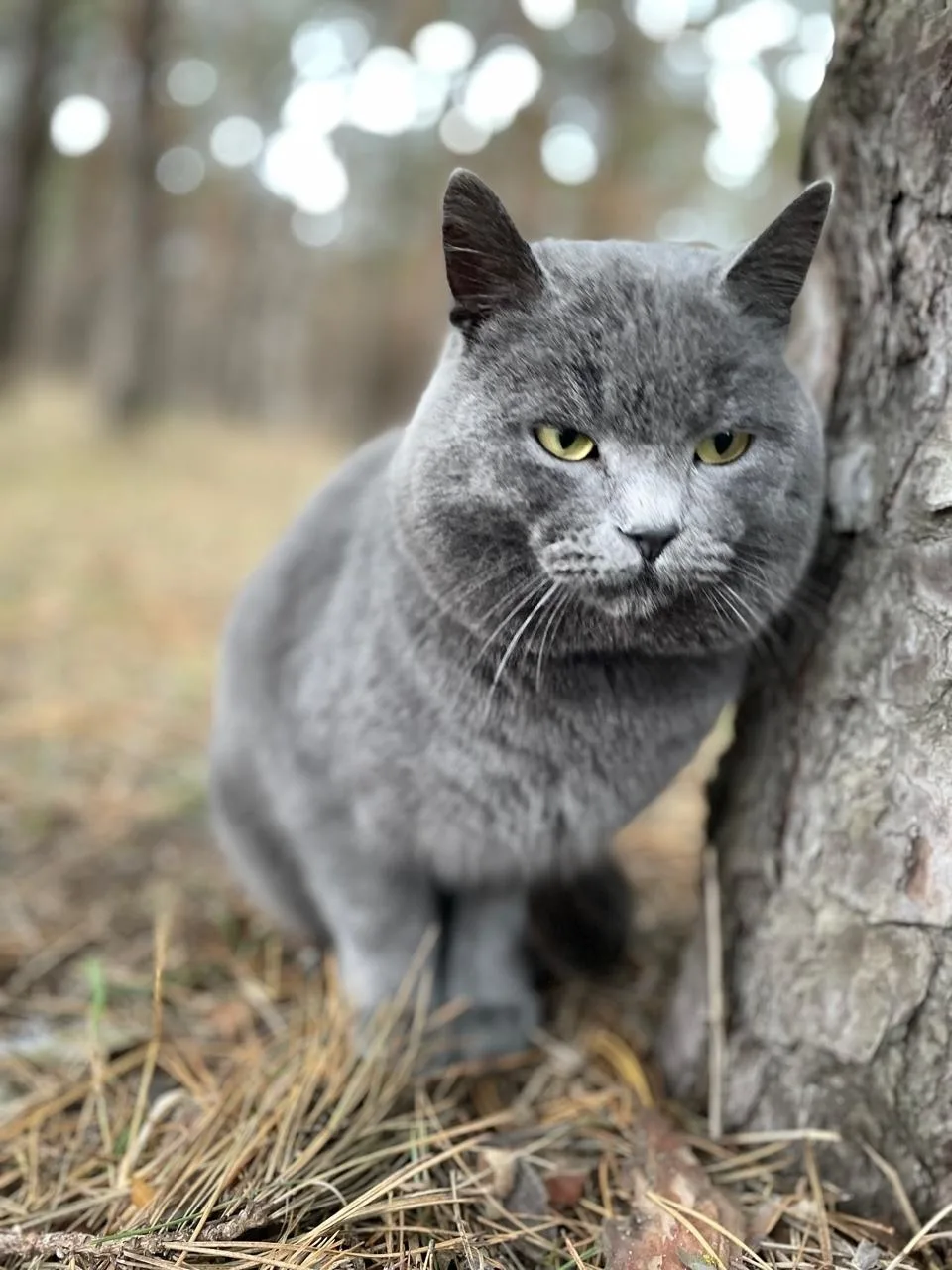Пропала кошка в Курске — фото питомца