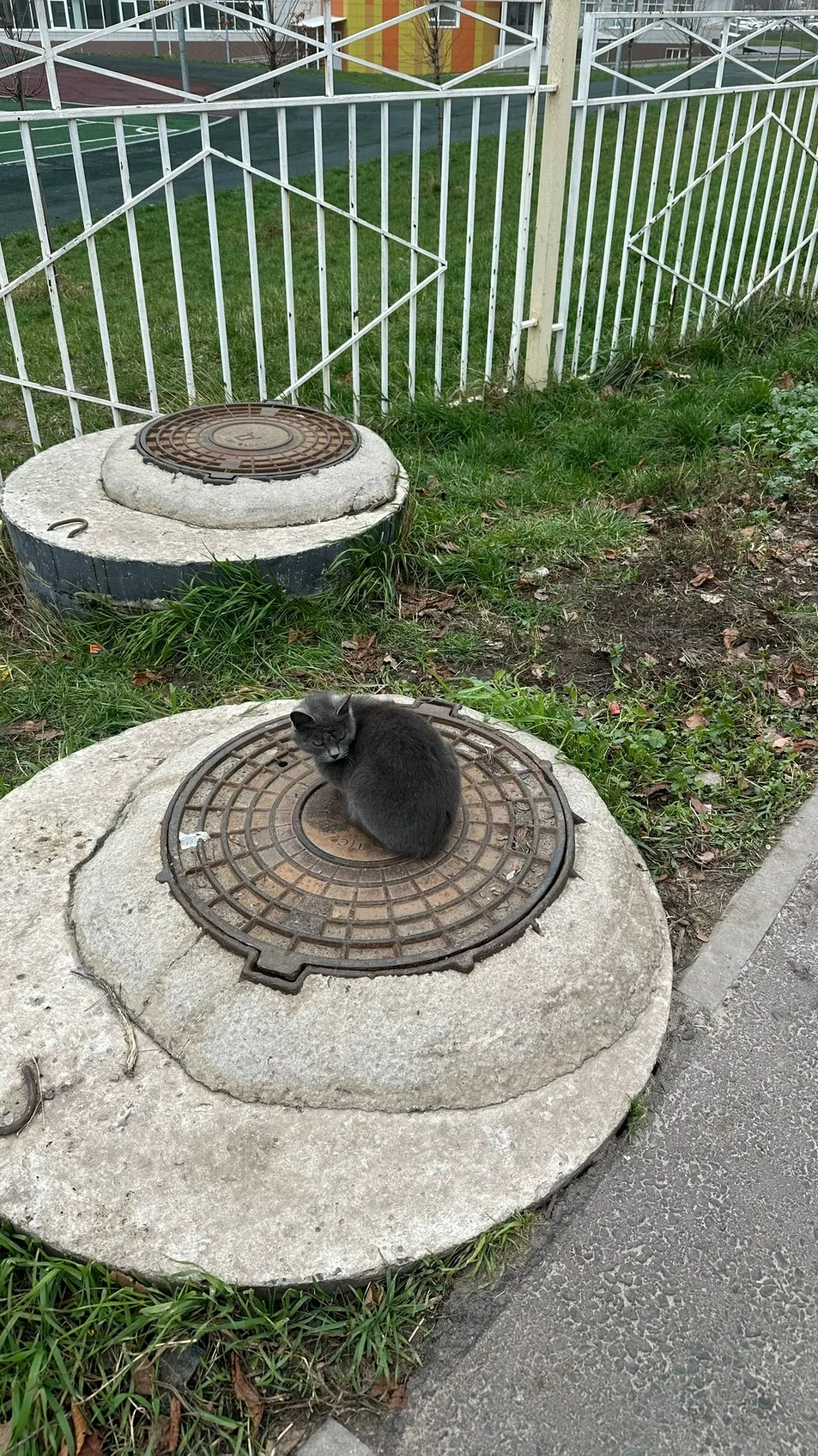 Найдена кошка в Курске — фото питомца