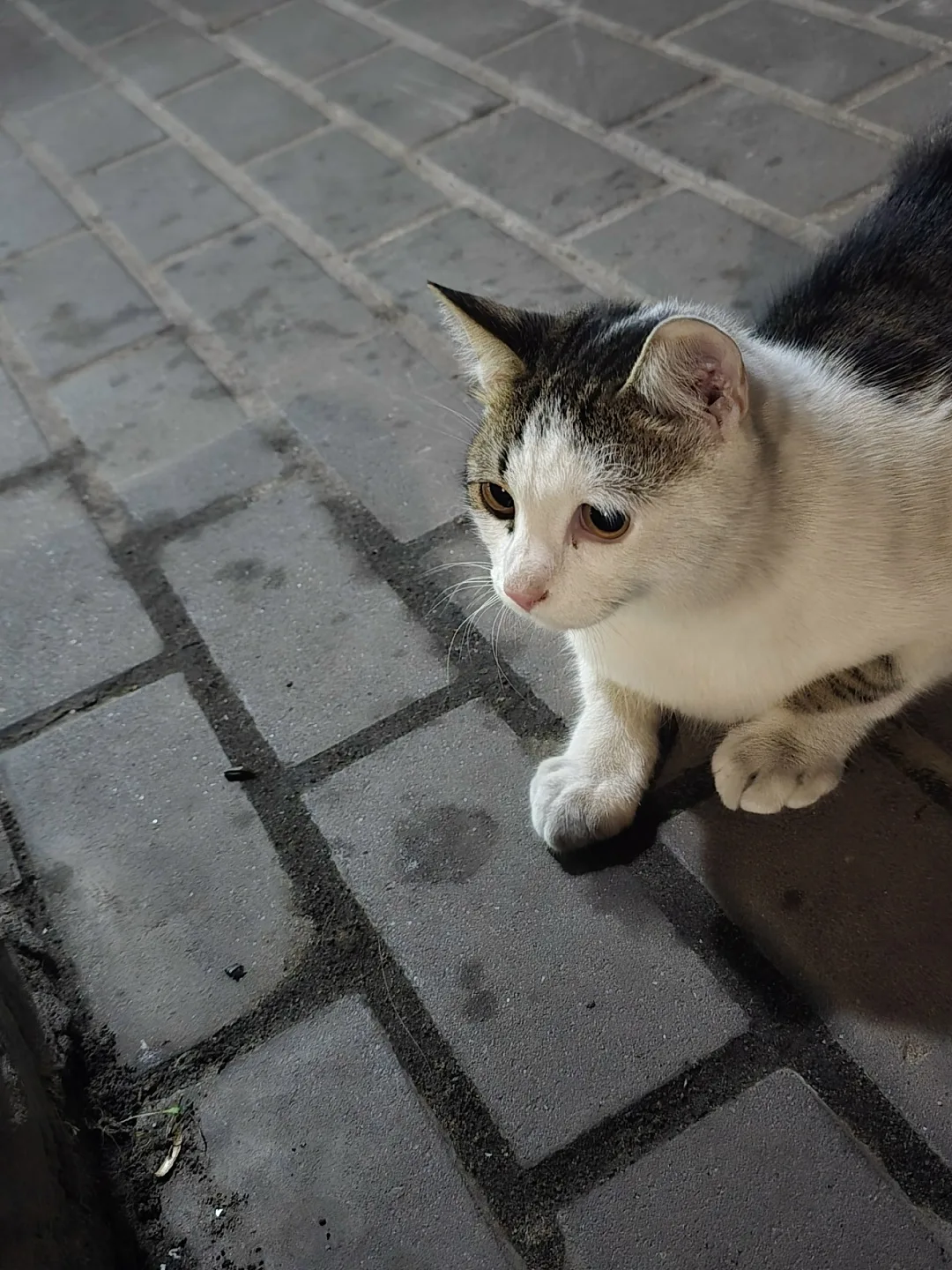 Найдена кошка в Курске — фото питомца