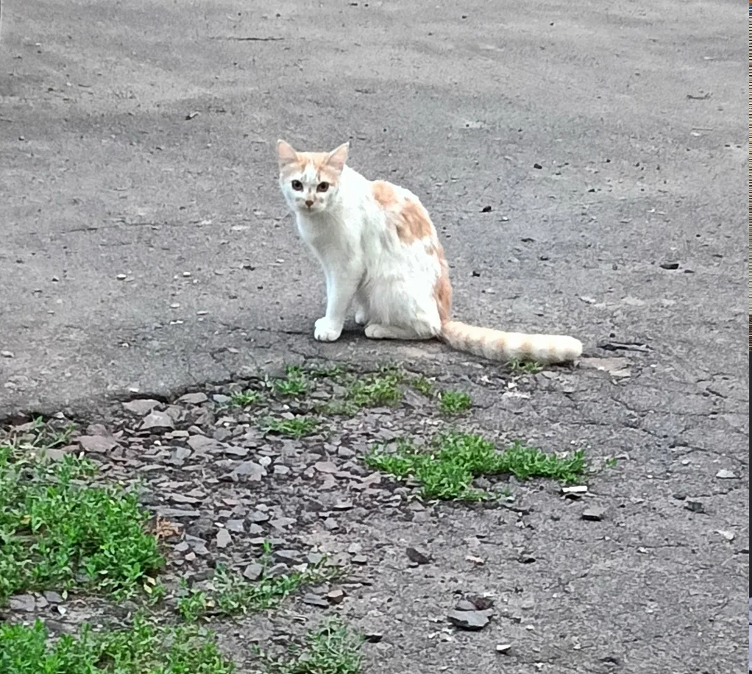 Найдена кошка в Курске — фото питомца