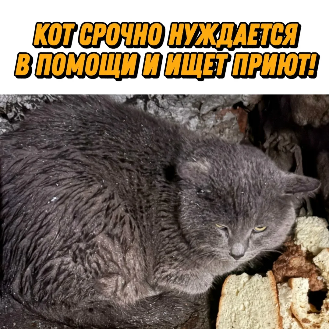 Найдена собака в Курске — фото питомца