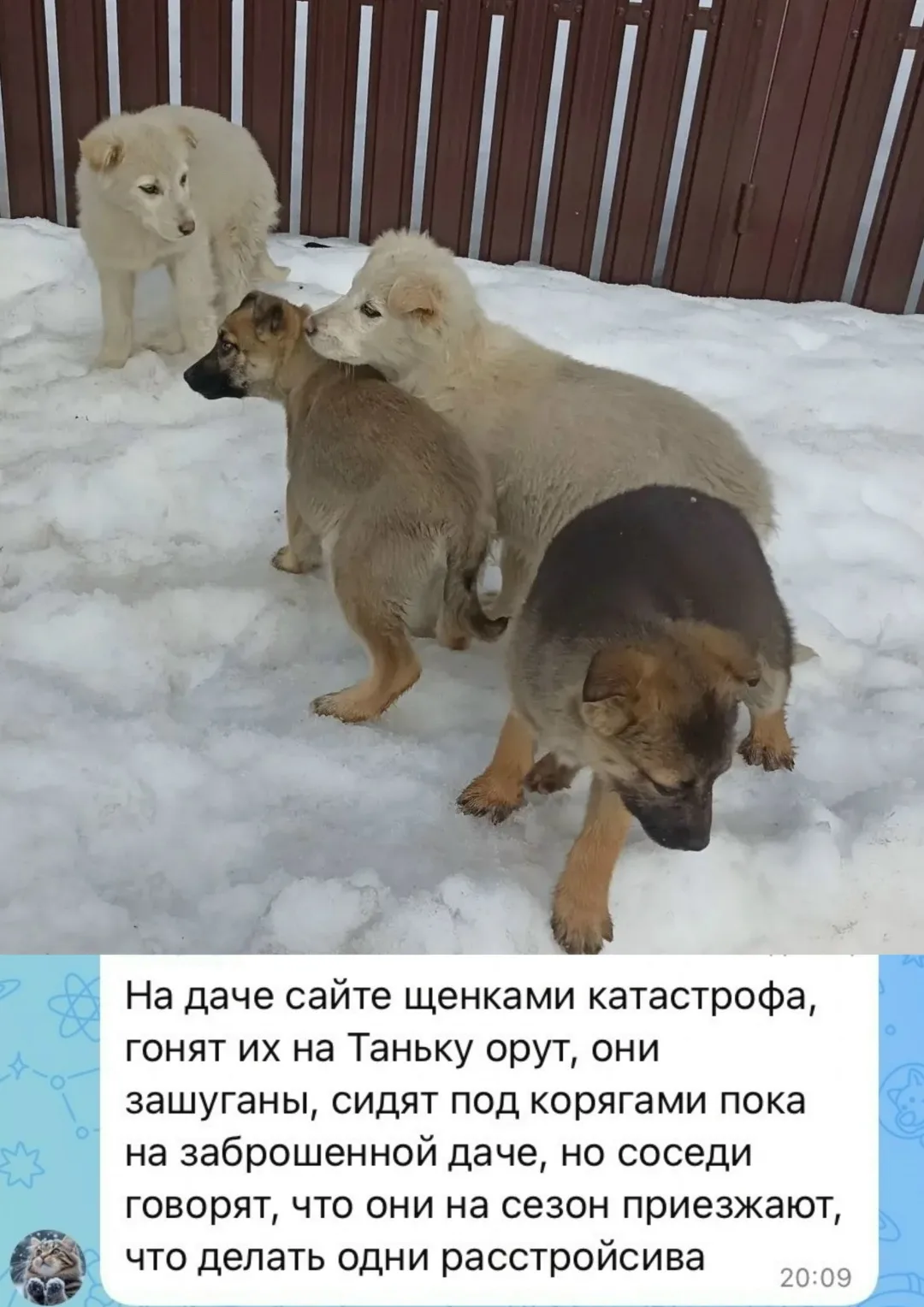 Пропала собака в Курске — фото питомца