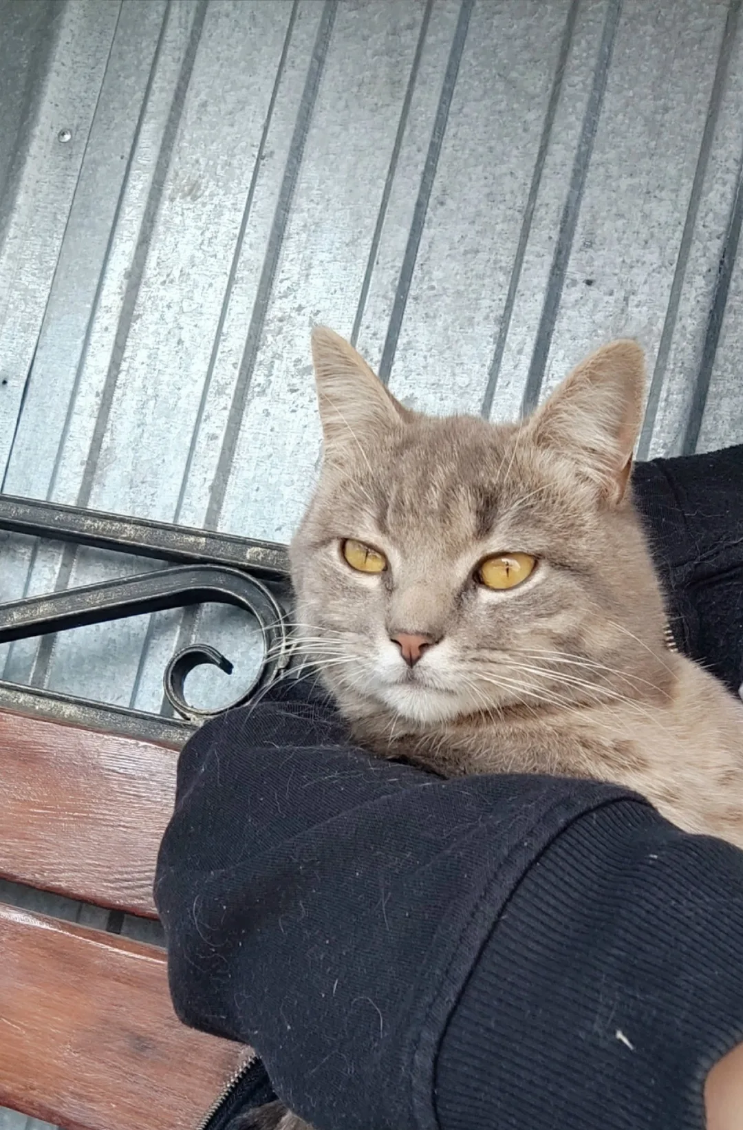 Пропала кошка в Курске — фото питомца
