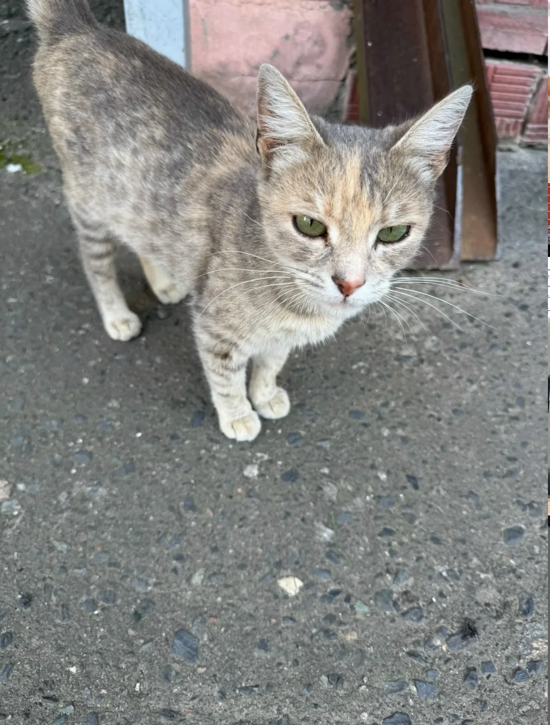 Пропала кошка в Курске — фото питомца