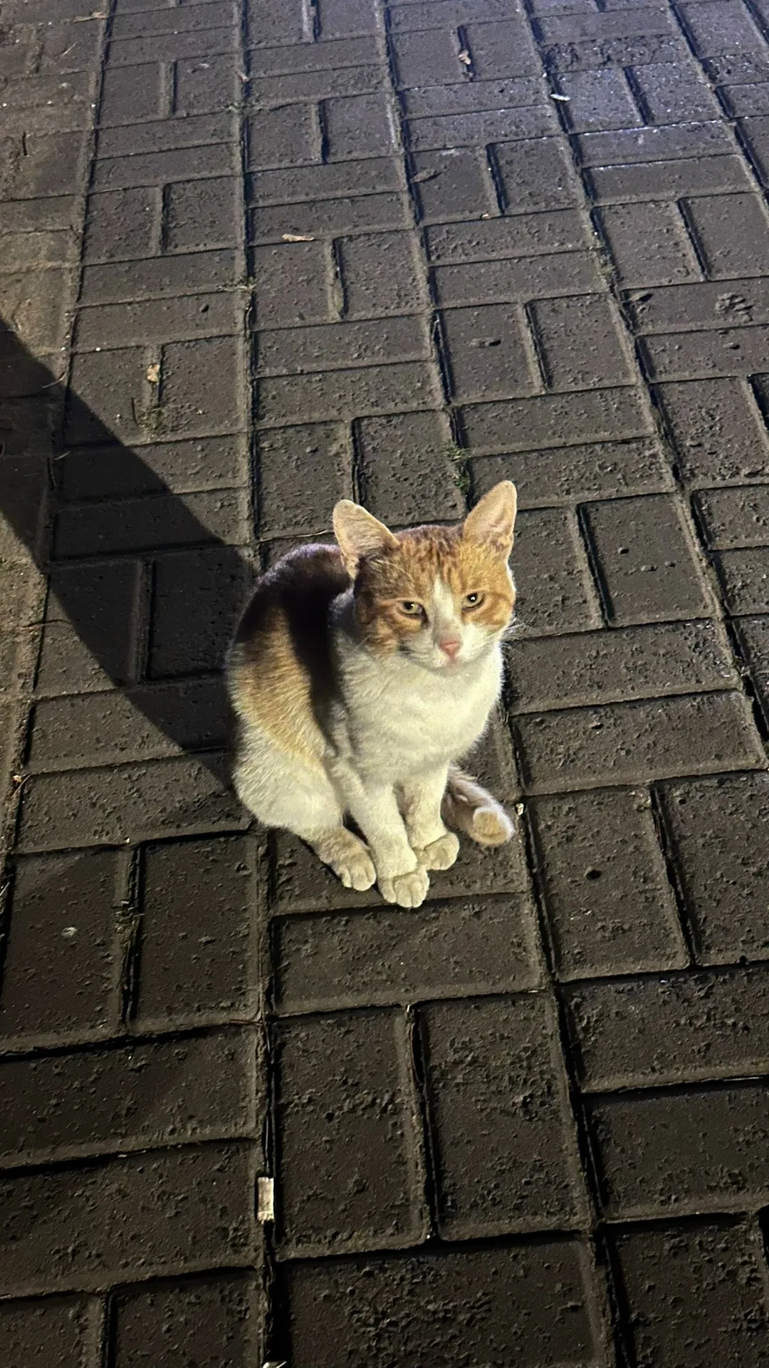 Найдена кошка в Курске — фото питомца