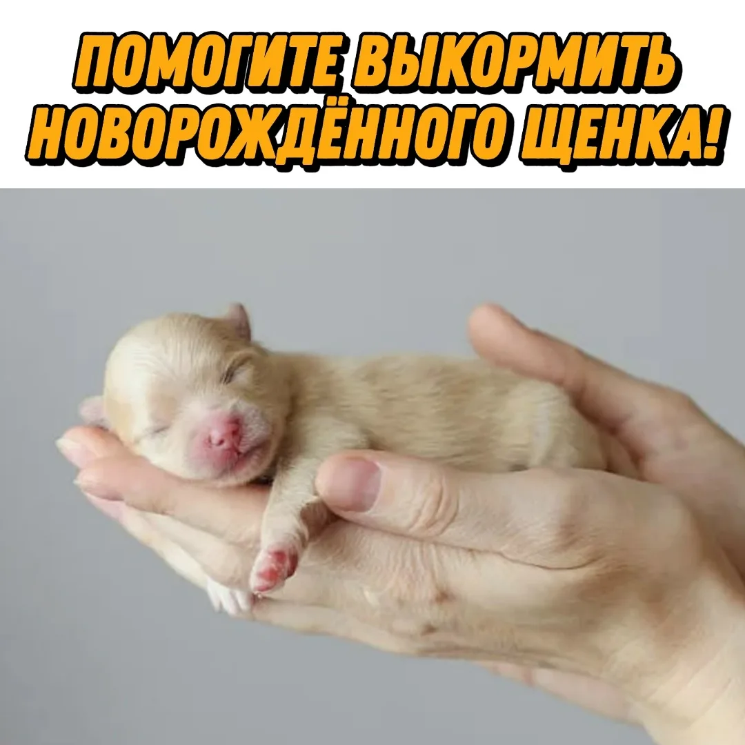 Пропала собака в Курске — фото питомца
