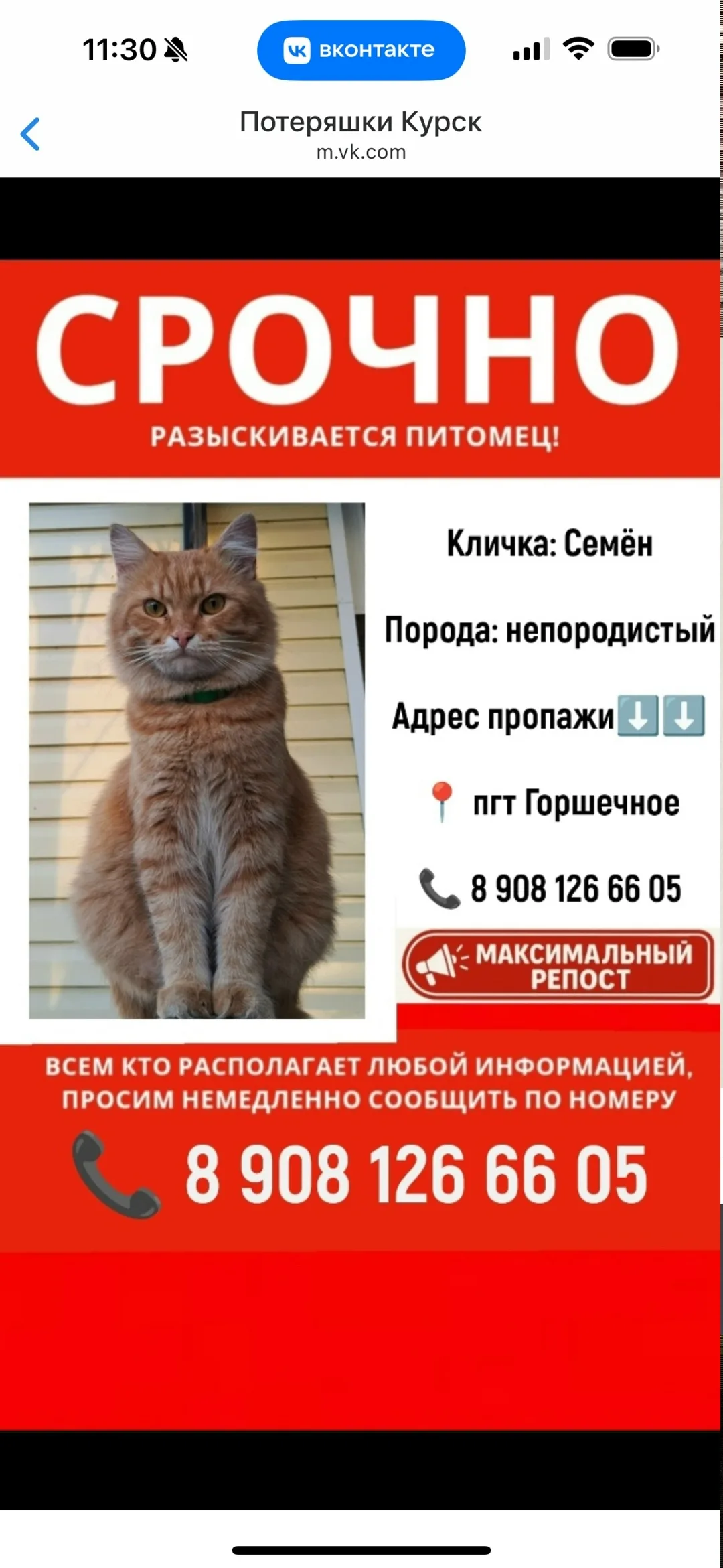 Пропала собака в Курске — фото питомца