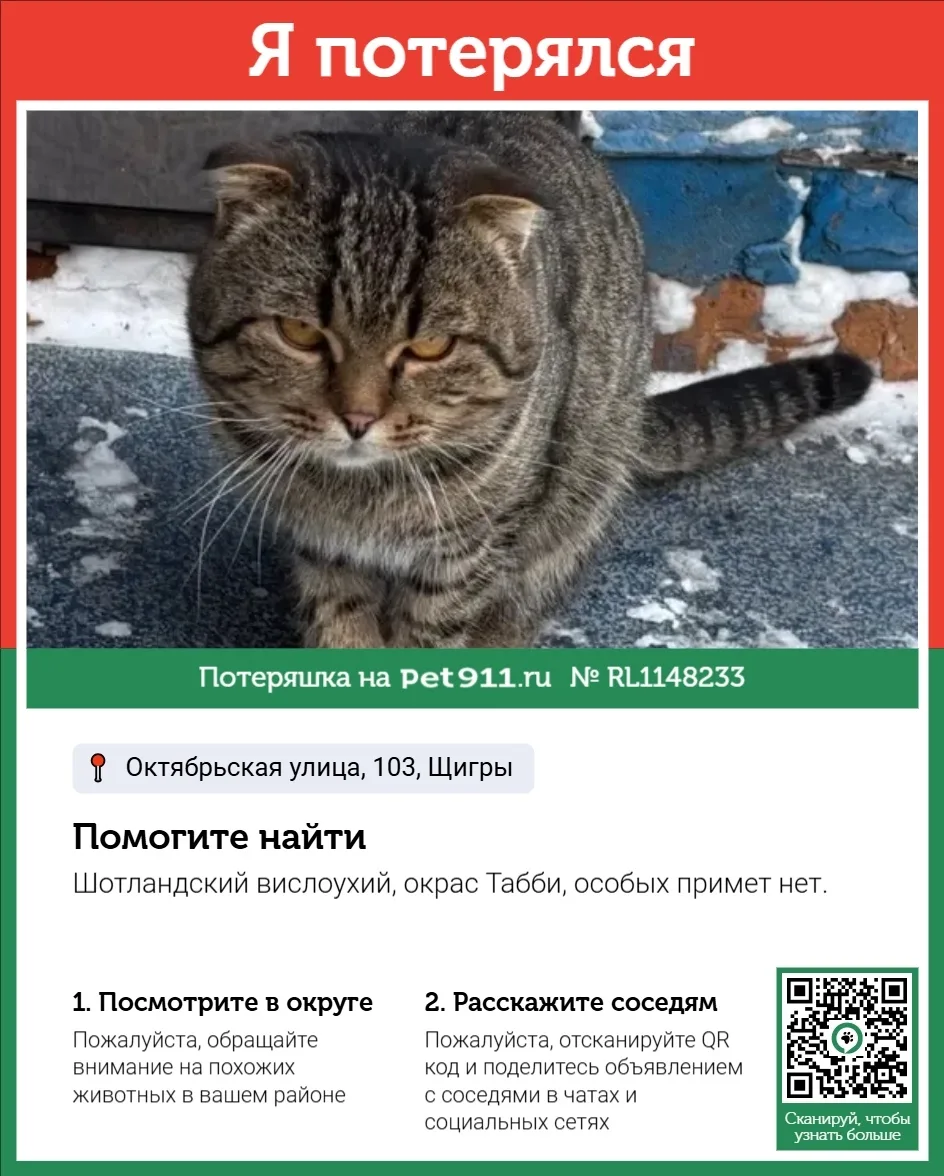 Пропала кошка в Курске — фото питомца