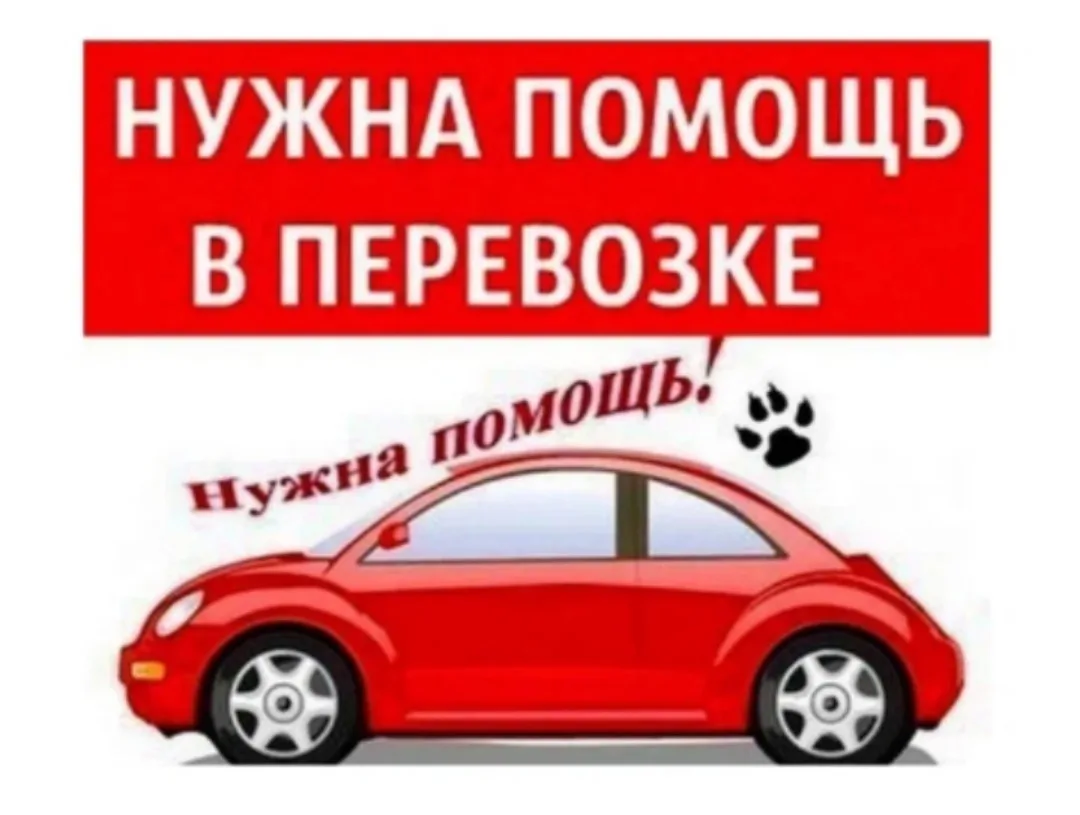 Найдена собака в Курске — фото питомца