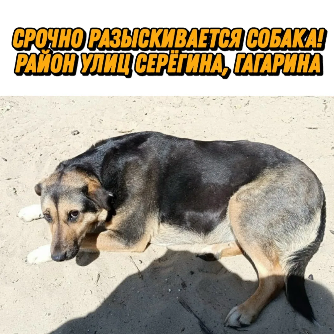 Пропала собака в Курске — фото питомца