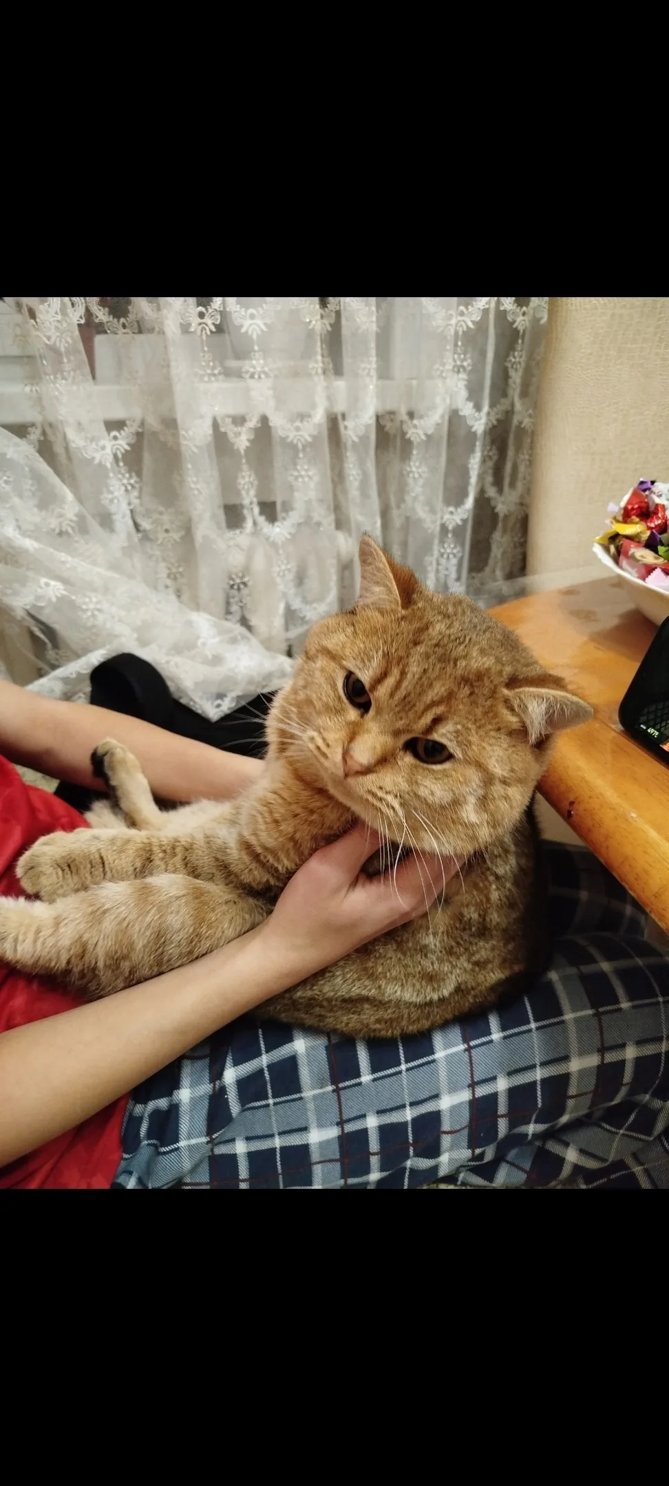 Пропала кошка в Курске — фото питомца