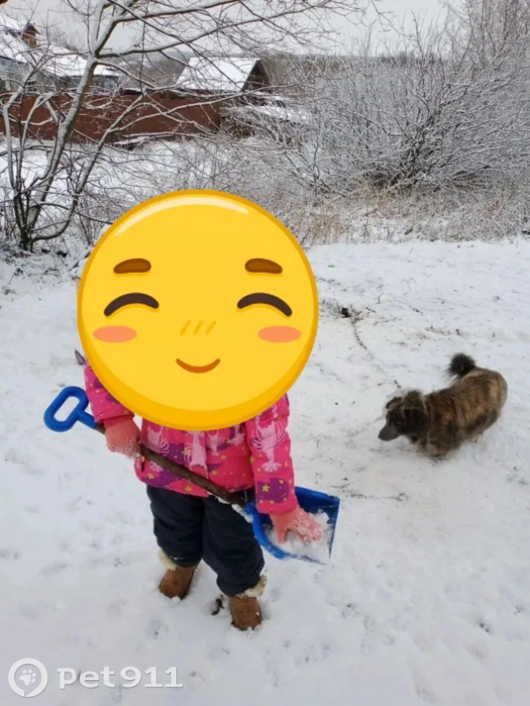 Пропала собака в Курске — фото питомца