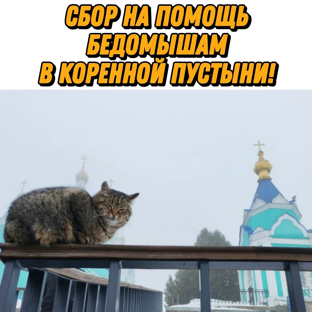 Найдена собака в Курске — фото питомца