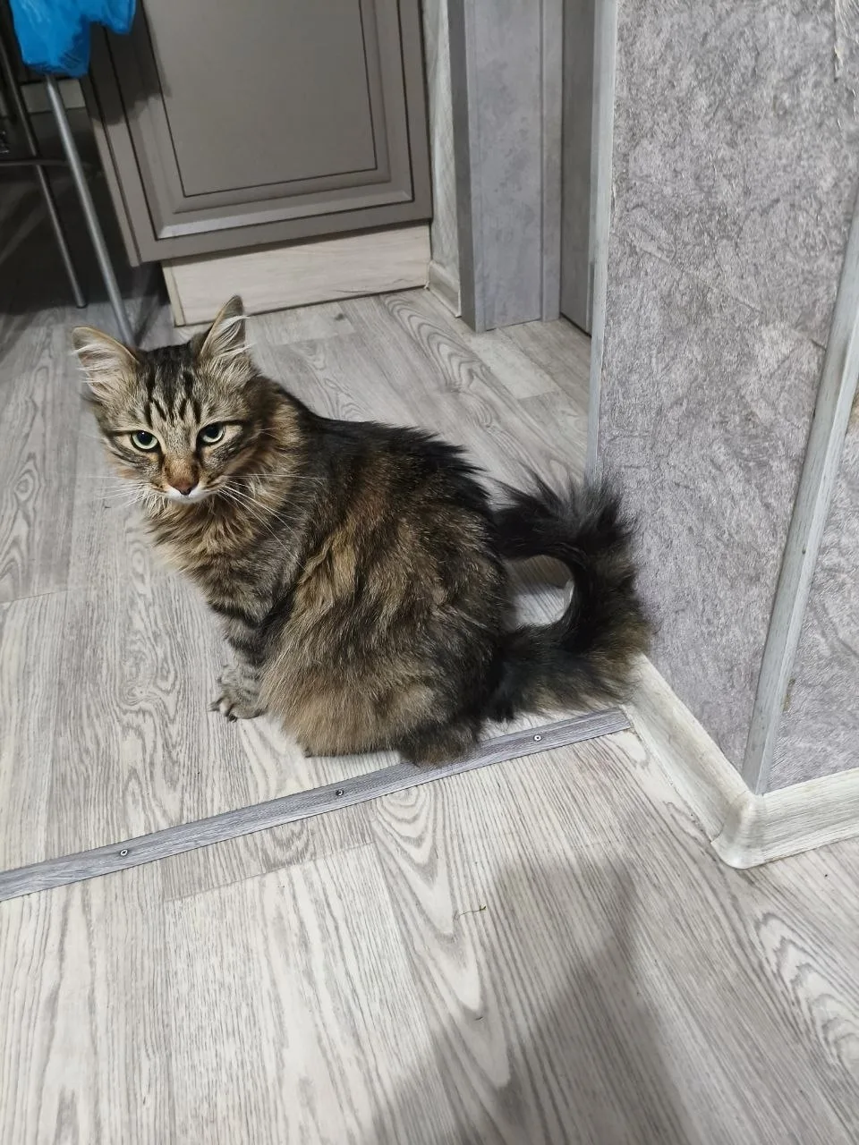 Пропала кошка в Курске — фото питомца