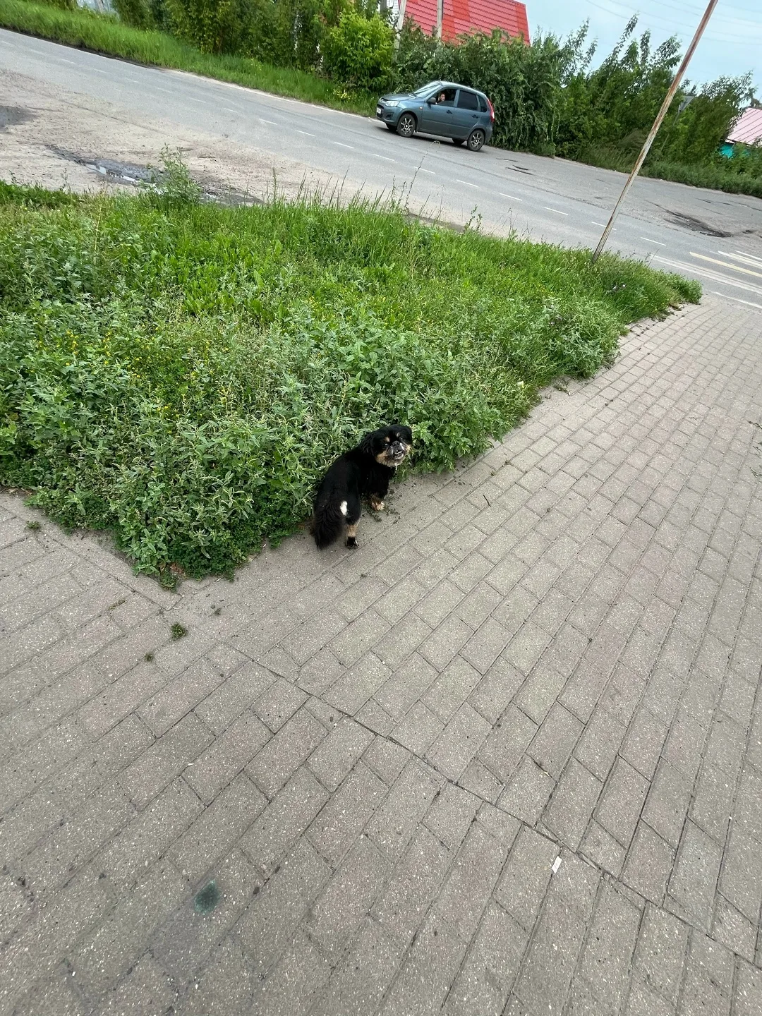 Найдена собака в Курске — фото питомца