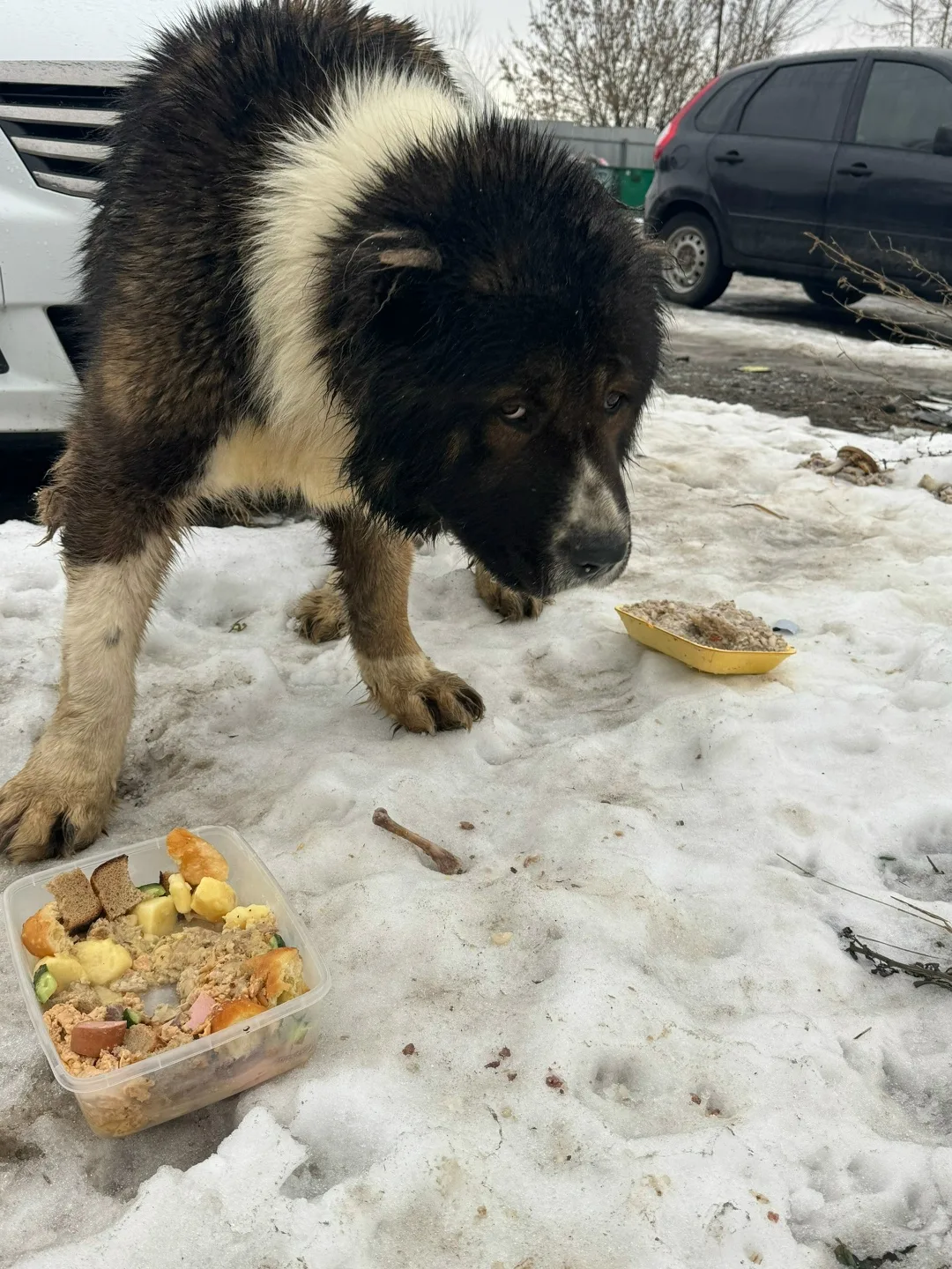 Пропала собака в Курске — фото питомца
