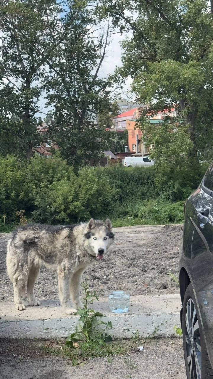 Найдена собака в Курске — фото питомца