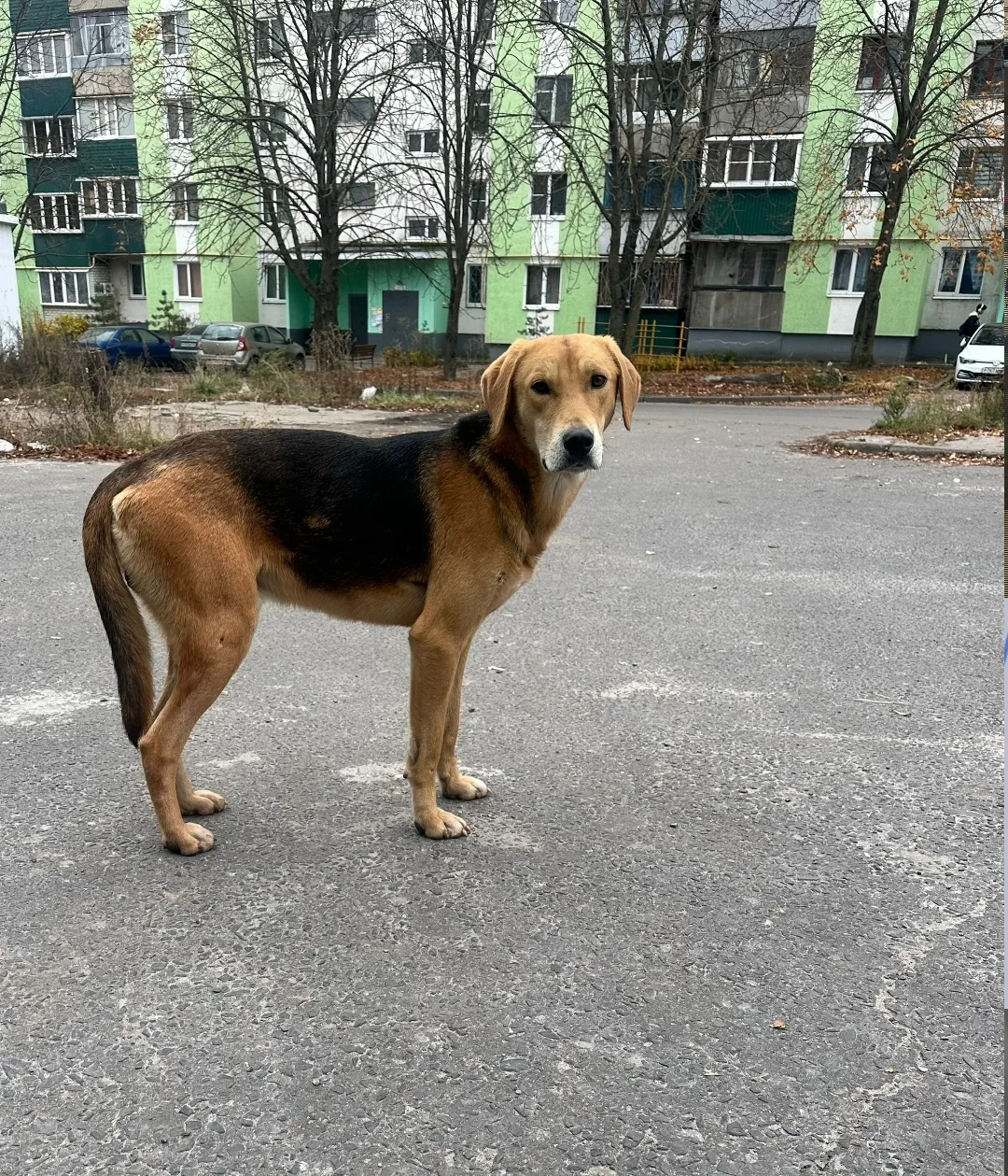Пропала собака в Курске — фото питомца