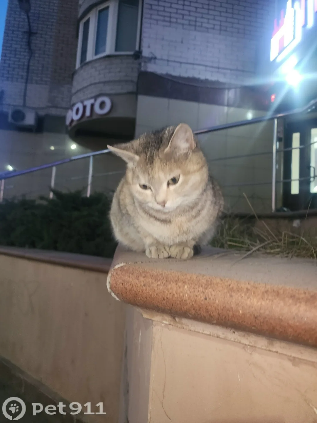 Найдена кошка в Брянске — фото питомца