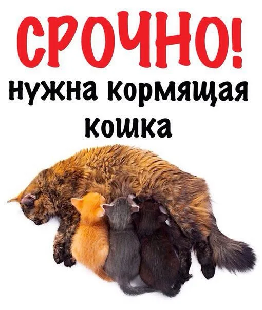 Найдена кошка в Брянске — фото питомца