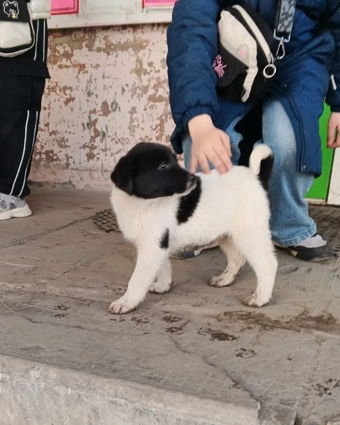 Пропала собака в Брянске — фото питомца