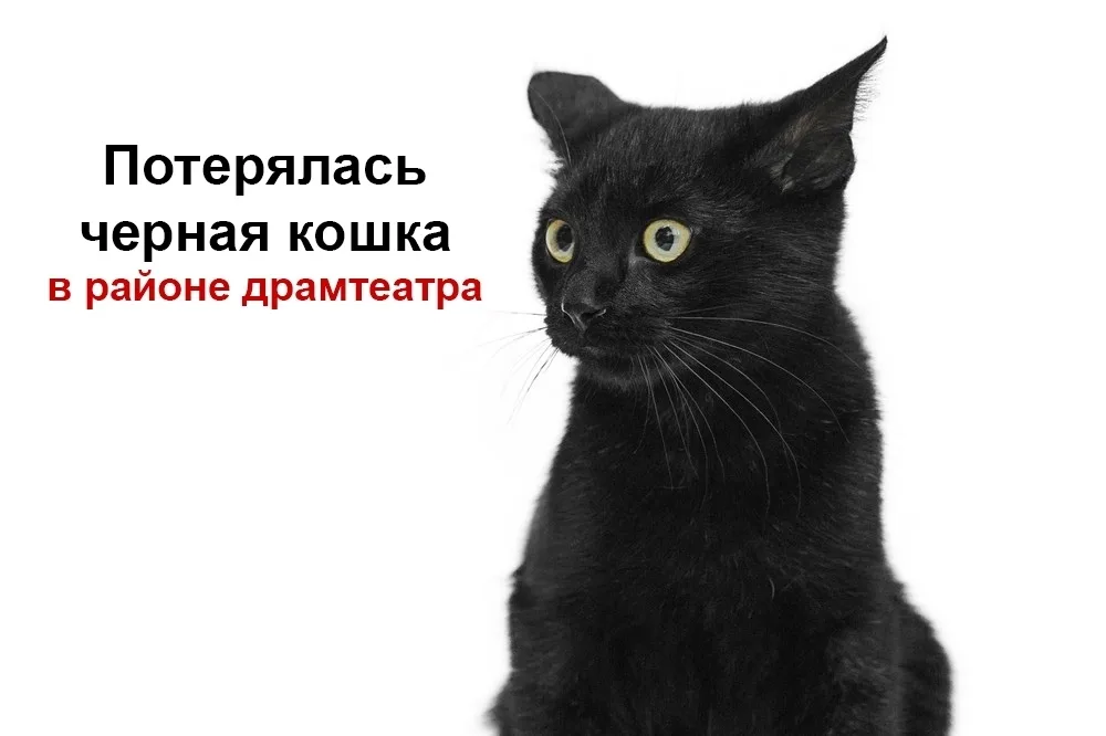 Пропала кошка в Брянске — фото питомца