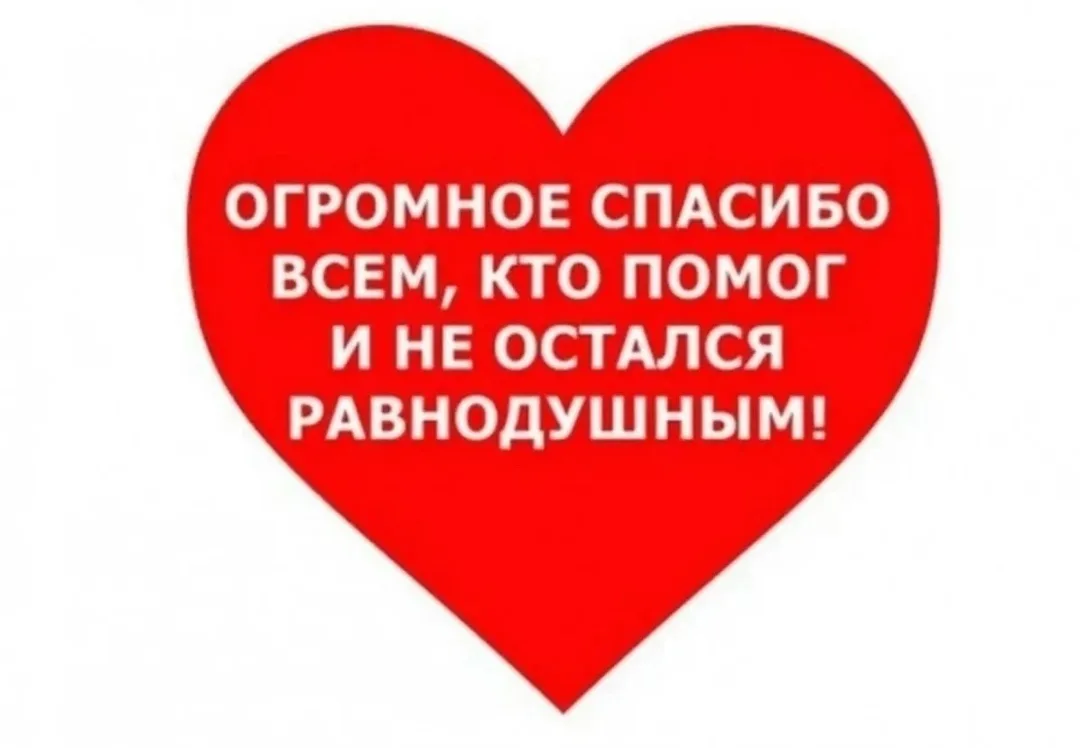 Найдена собака в Брянске — фото питомца