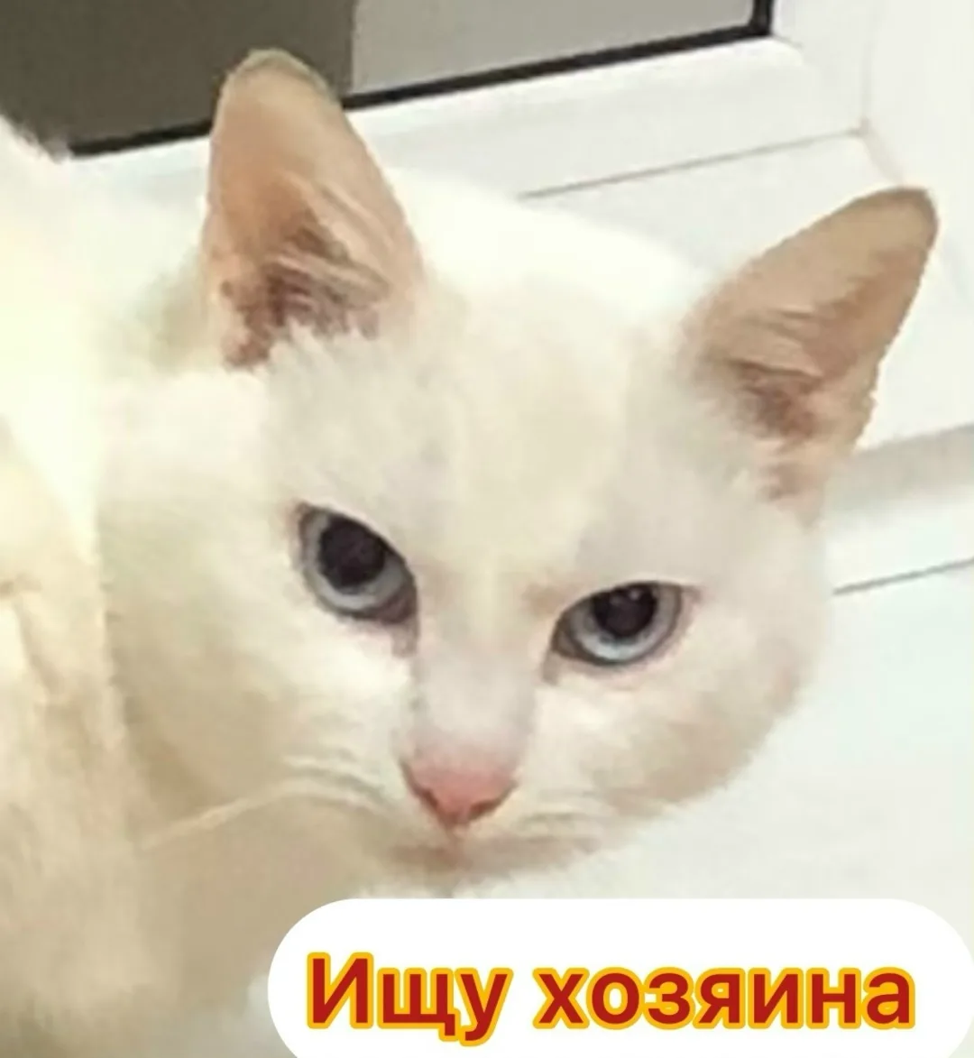 Найдена собака в Брянске — фото питомца