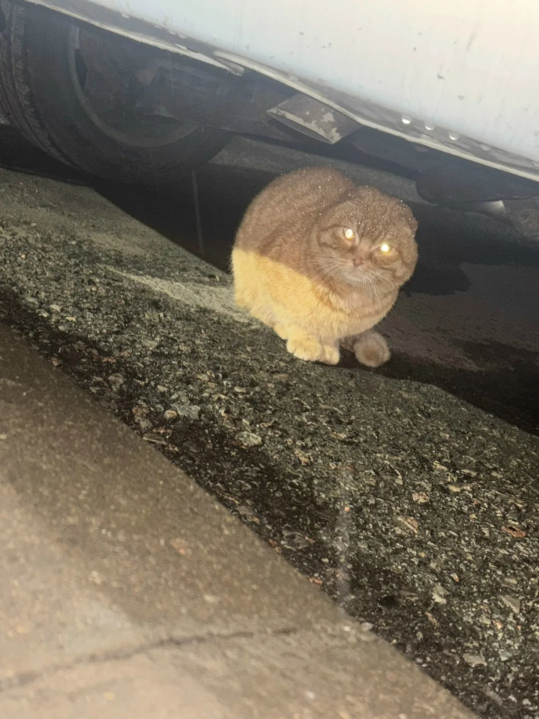 Пропала кошка в Брянске — фото питомца