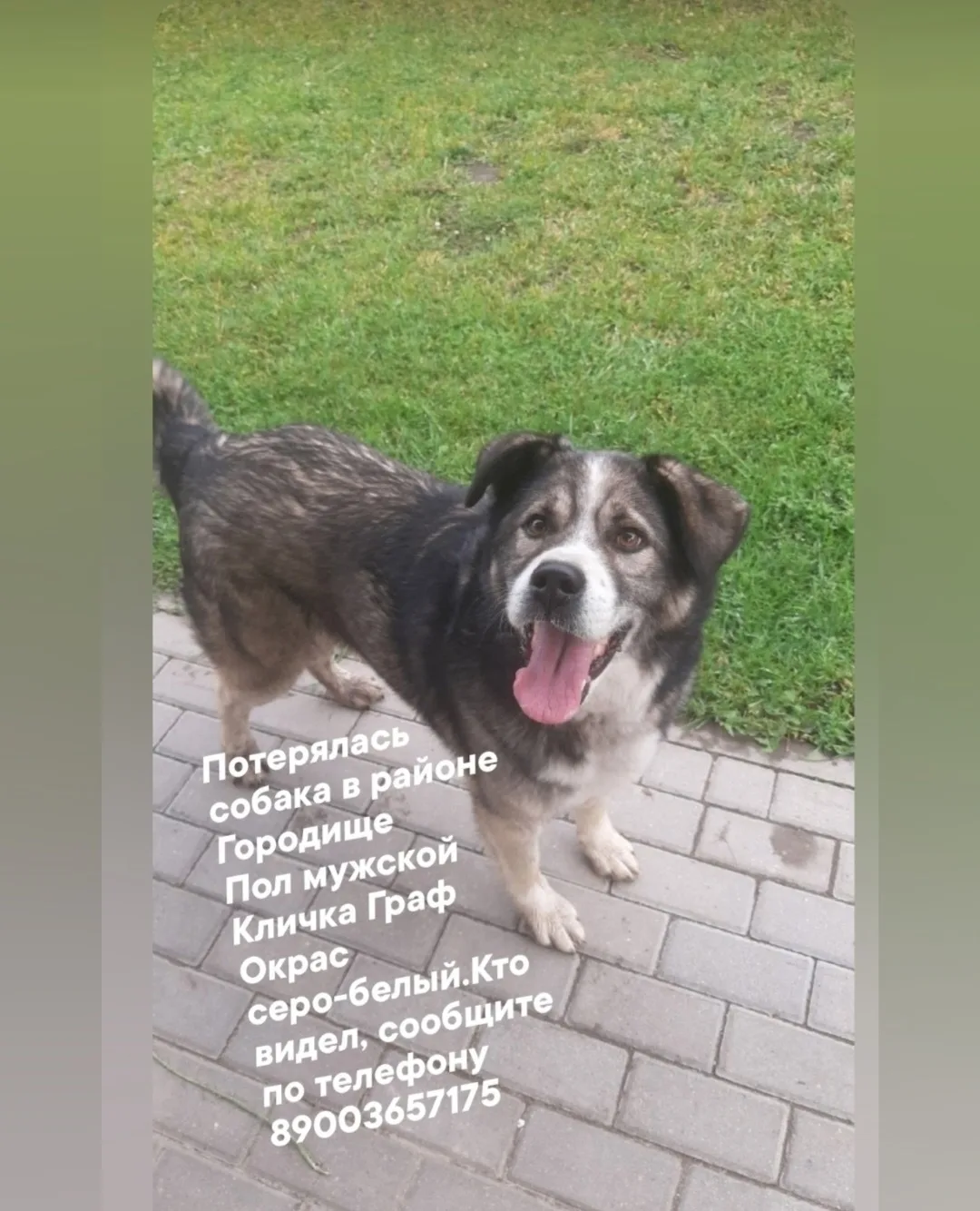 Пропала собака в Брянске — фото питомца