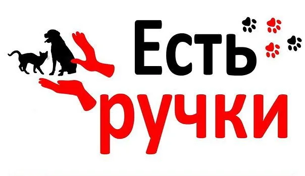 Найдена собака в Брянске — фото питомца