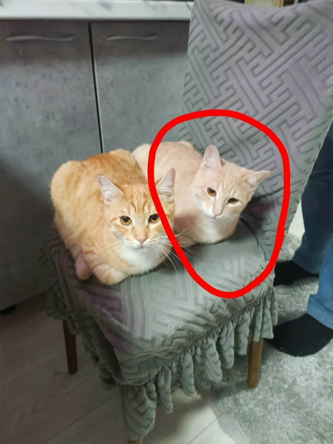 Пропала кошка в Брянске — фото питомца
