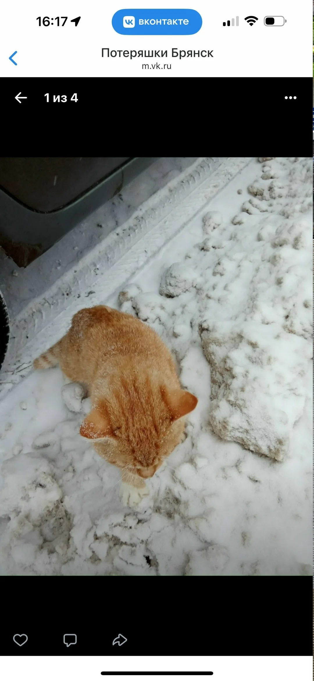 Найдена кошка в Брянске — фото питомца