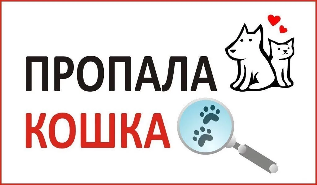 Пропала собака в Брянске — фото питомца
