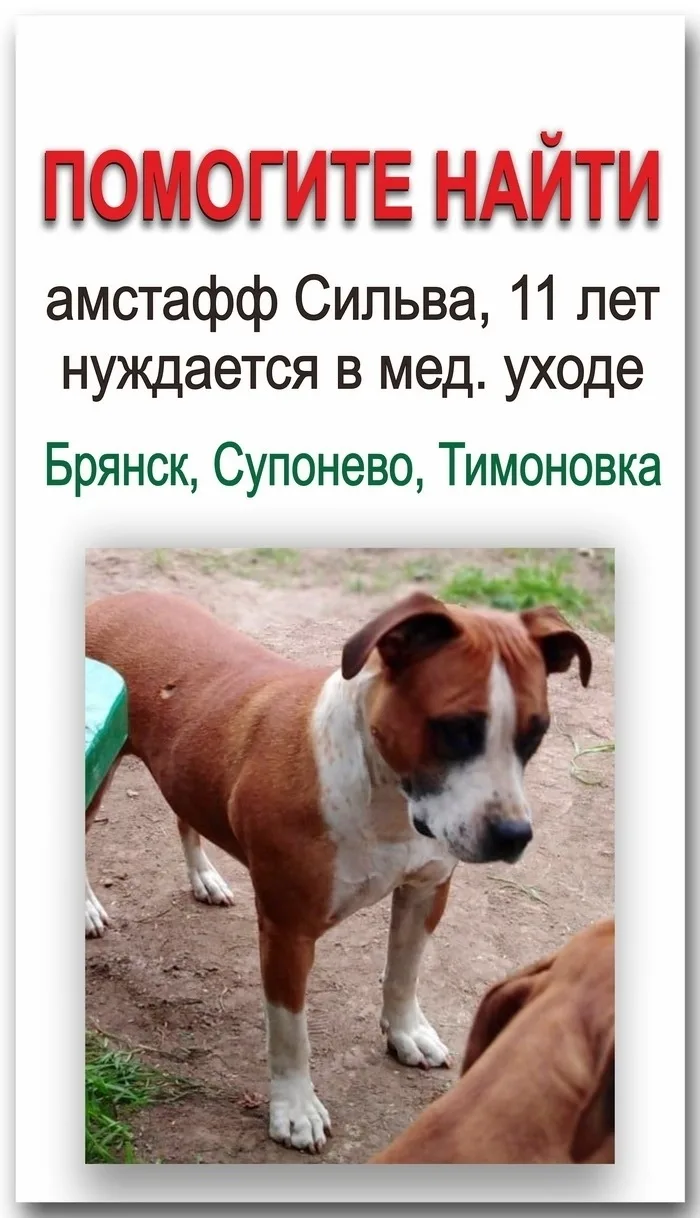 Найдена собака в Брянске — фото питомца