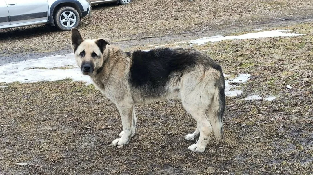 Пропала собака в Брянске — фото питомца