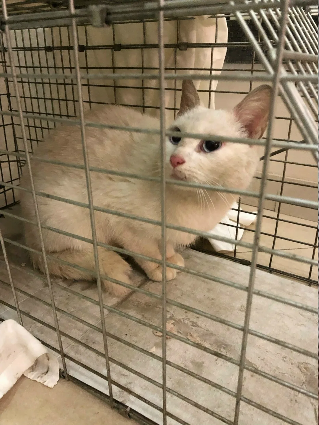 Найдена кошка в Брянске — фото питомца