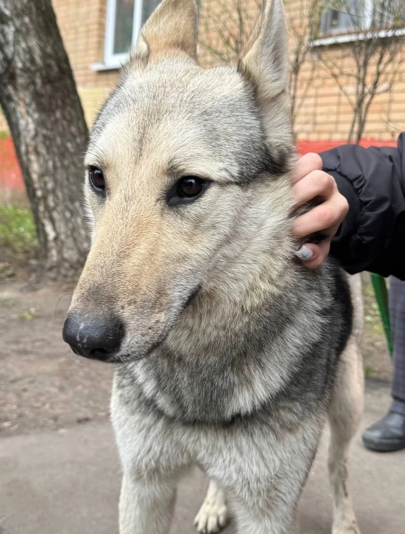 Найдена собака в Реутове — фото питомца