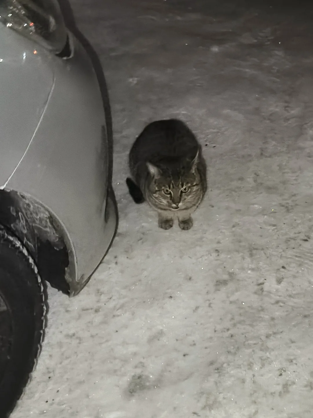 Найдена собака в Брянске — фото питомца