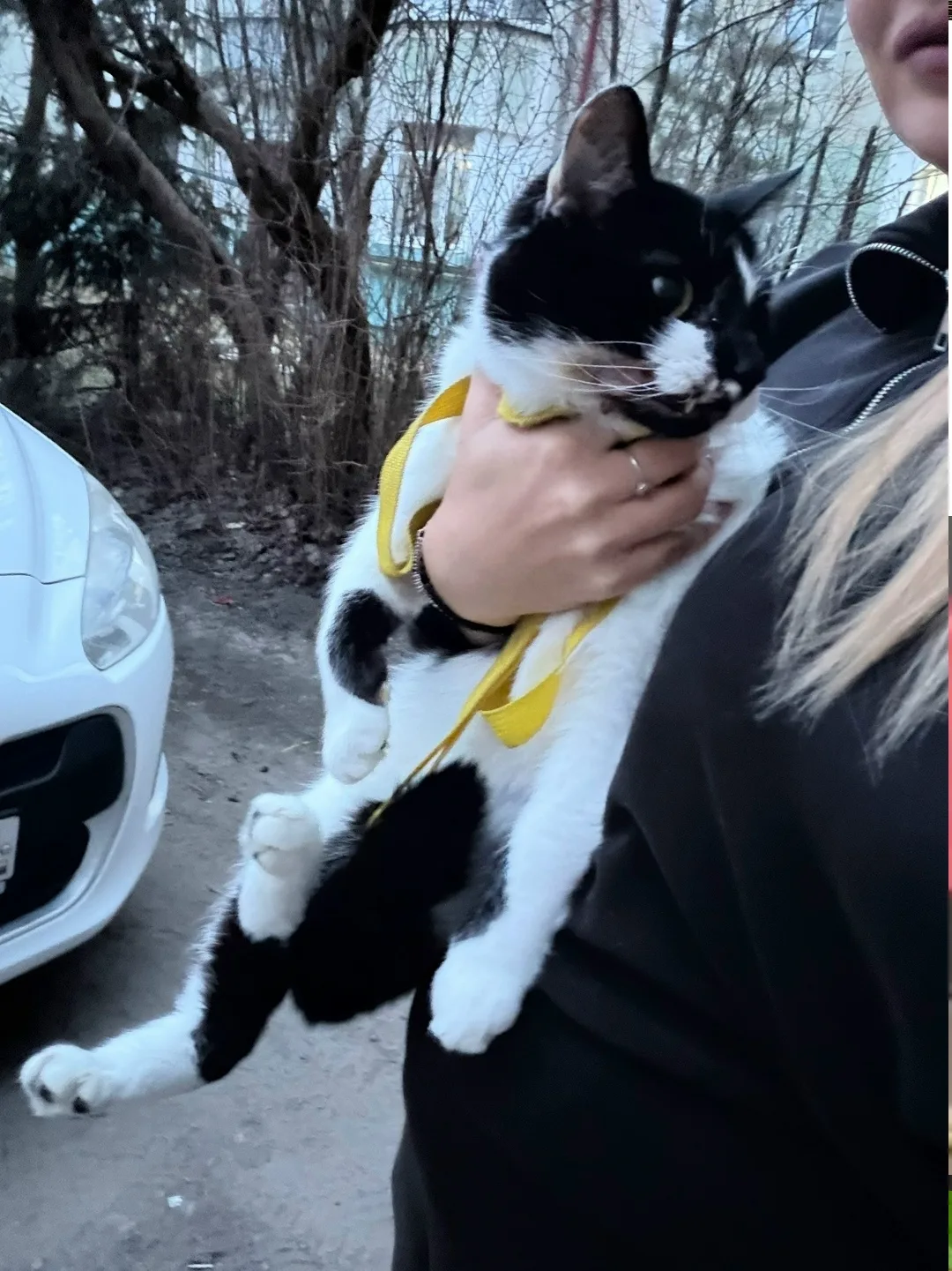 Пропала кошка в Брянске — фото питомца